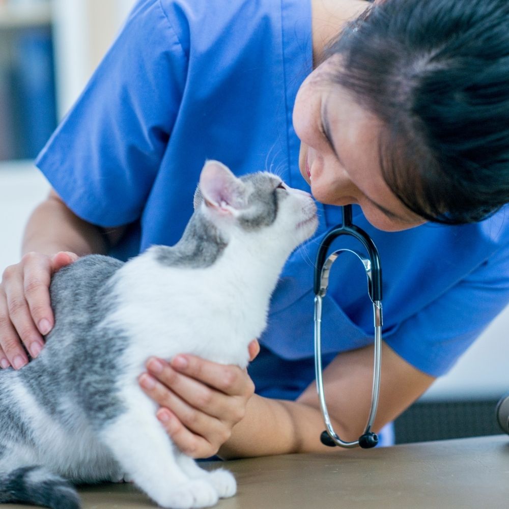 a person in blue scrubs is petting a cat with a stethoscope