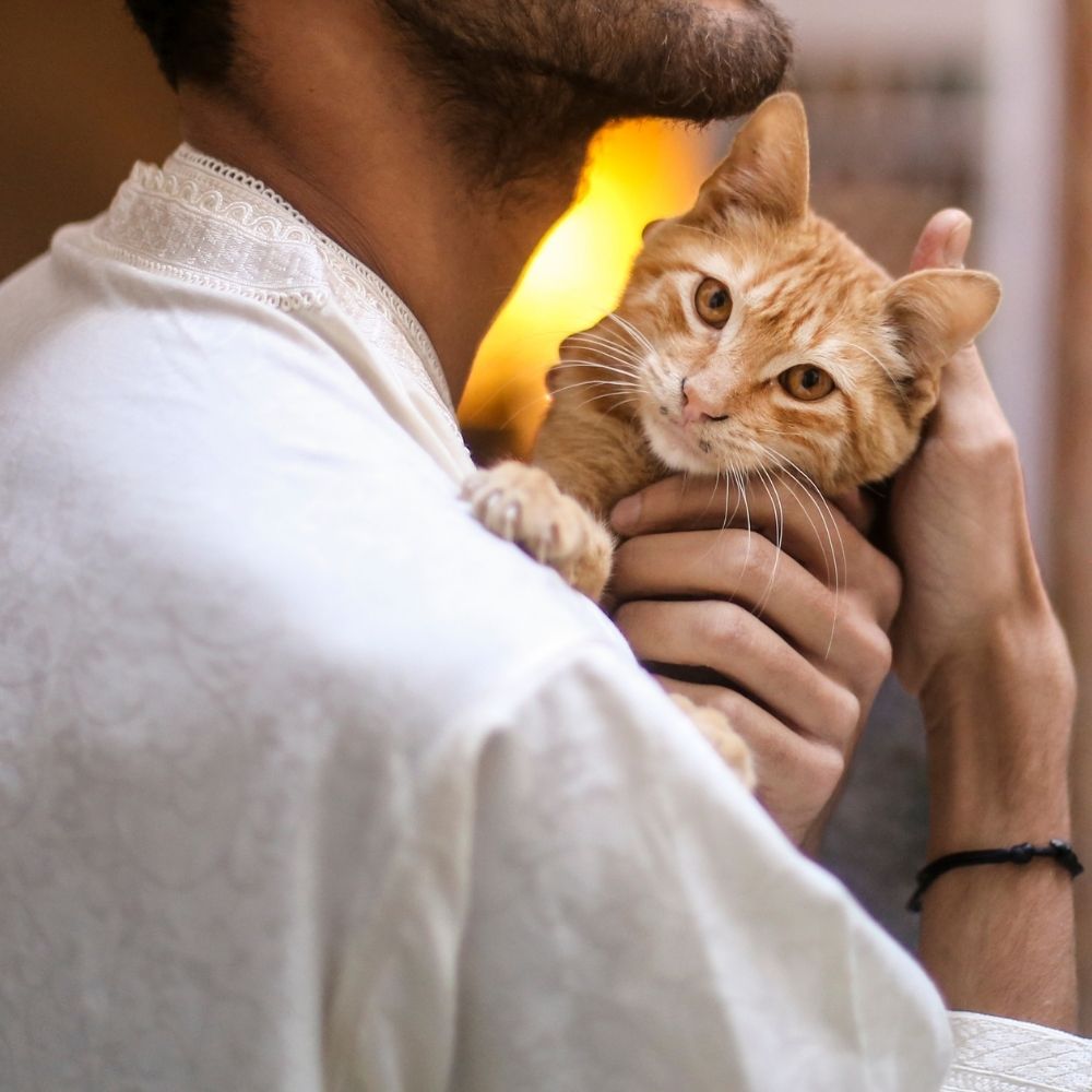 A person is holding a cat in their arms