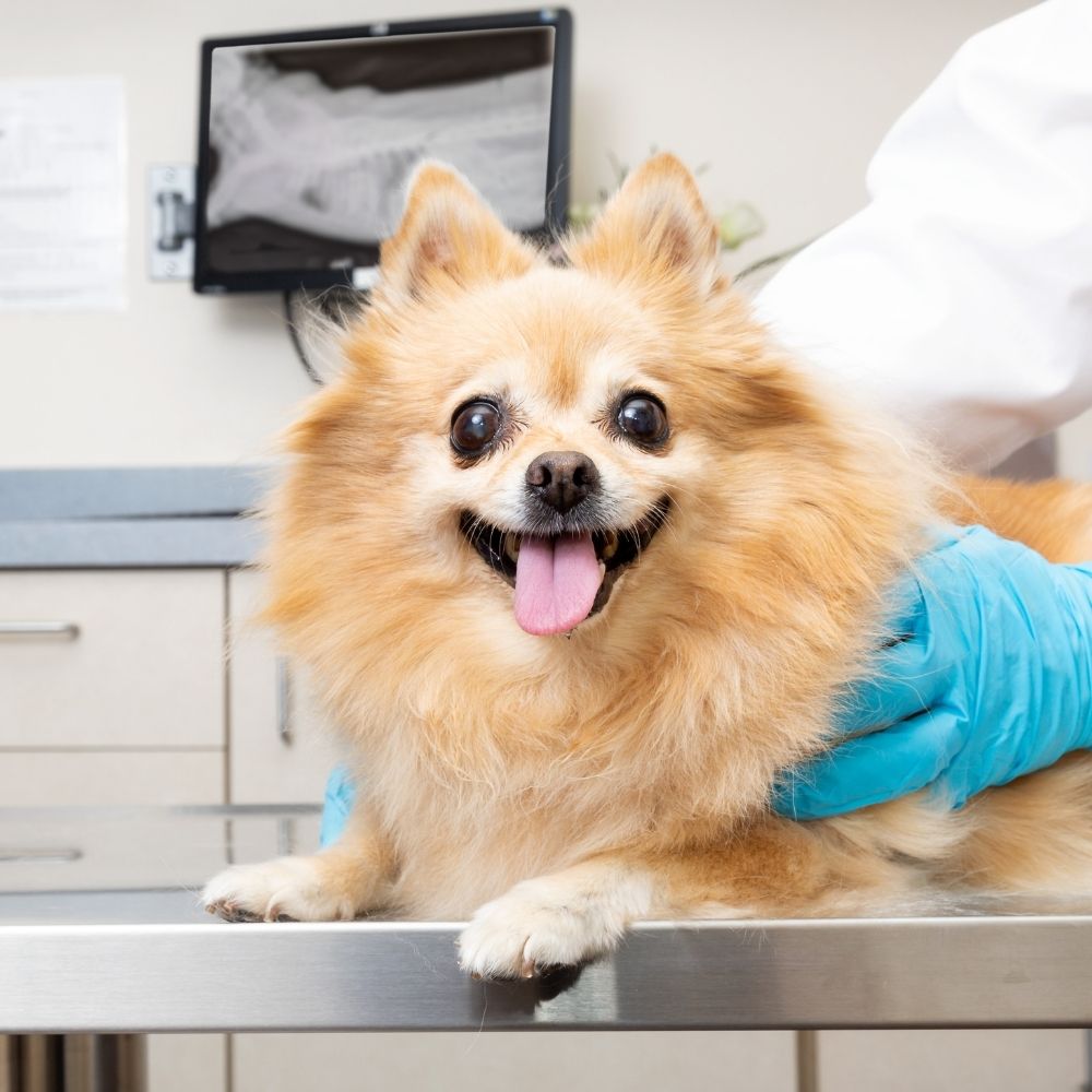 A small dog is being examined by a vet