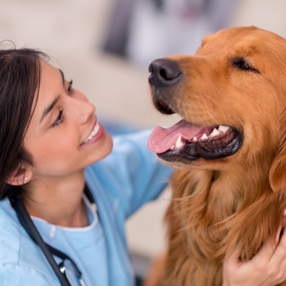 A veterinarian in a blue uniform examining a happy golden retriever