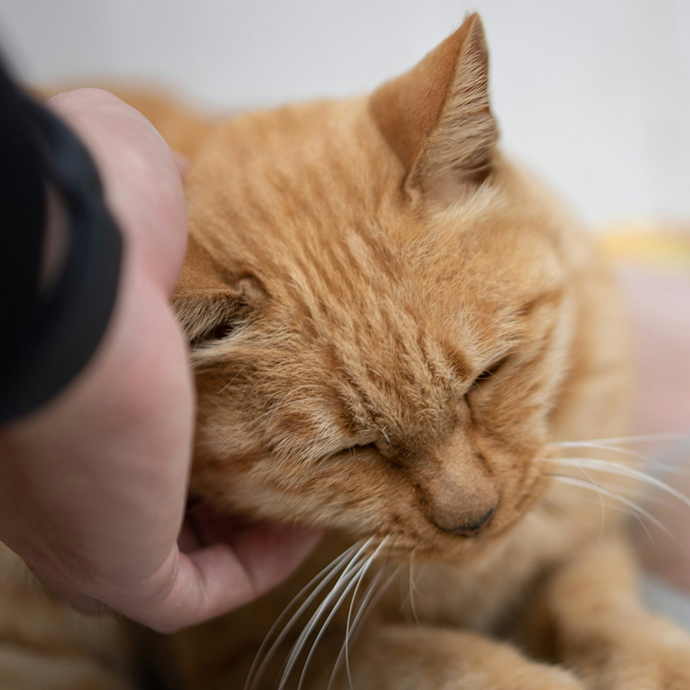 veterinarian petting orange cat