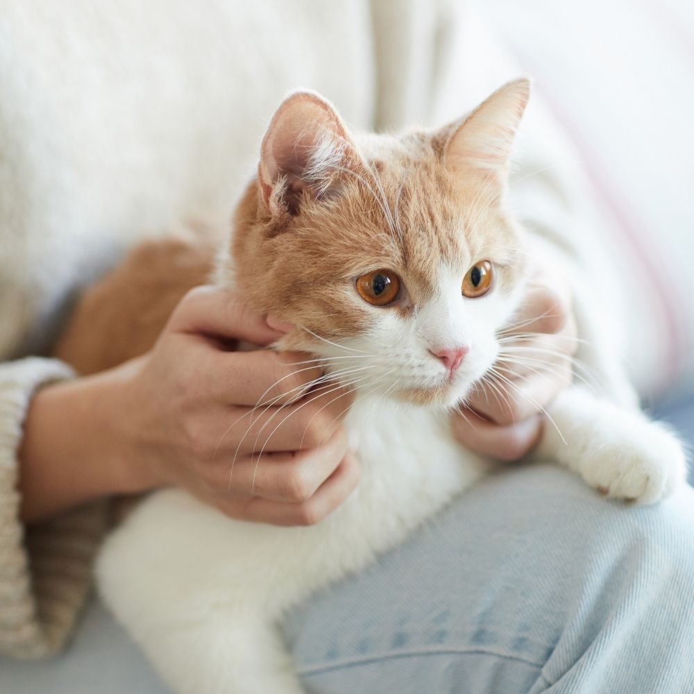 white cat sitting on a lap
