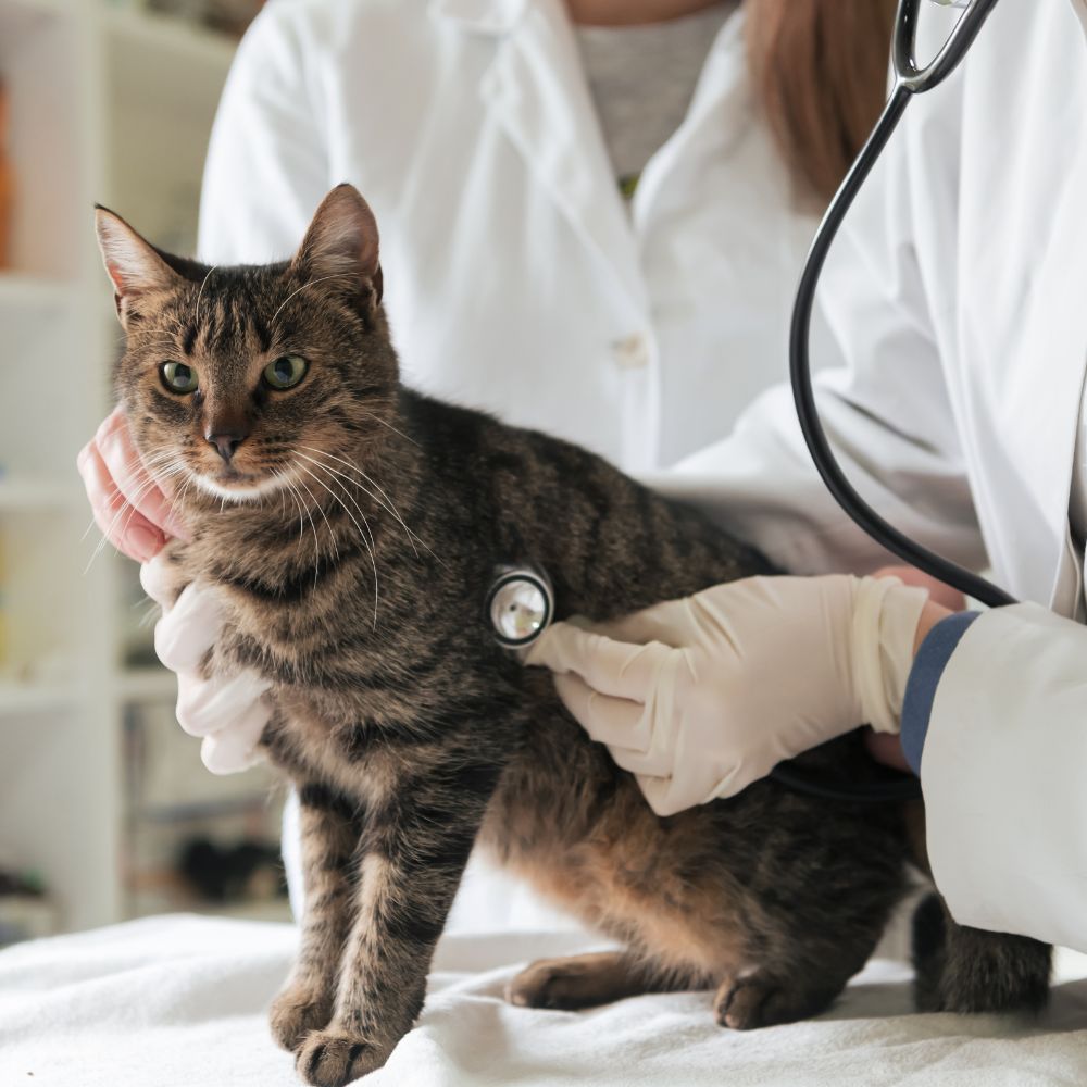 A tabby cat stands on a table, being examined by a veterinarian