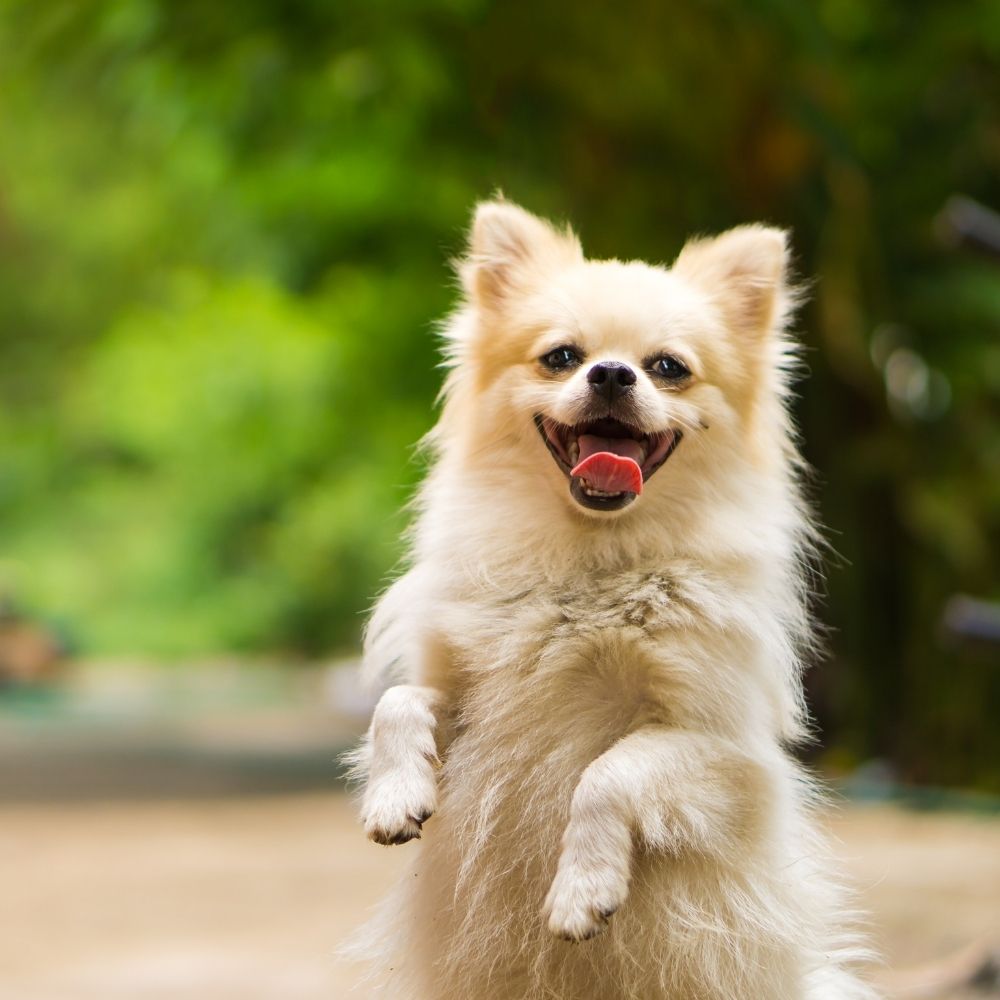 lady petting dog at the animal hospital
