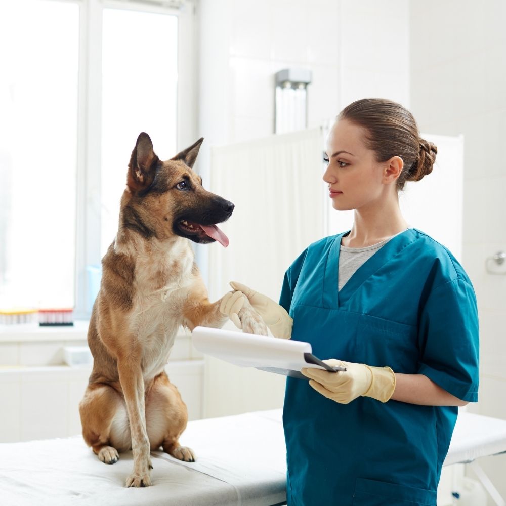 lady petting dog at the animal hospital