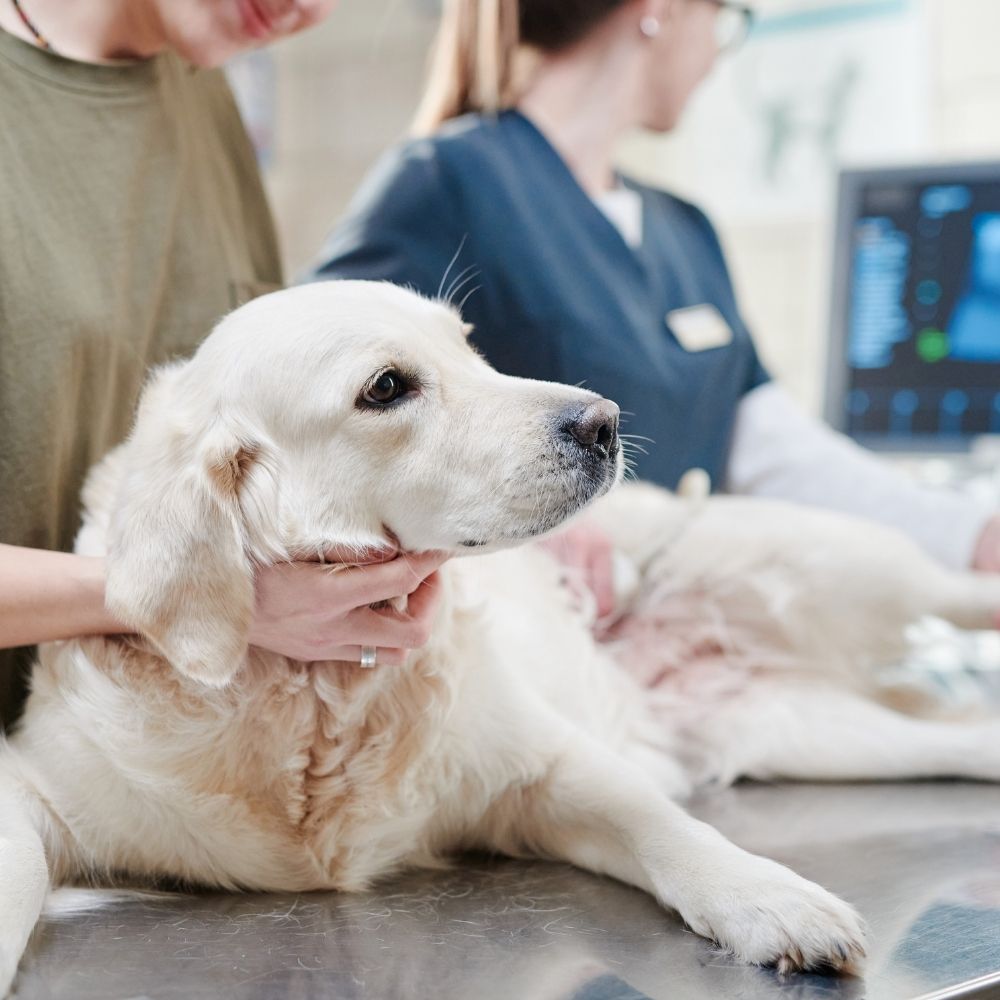 A doctor is petting a dog in a veterinary office