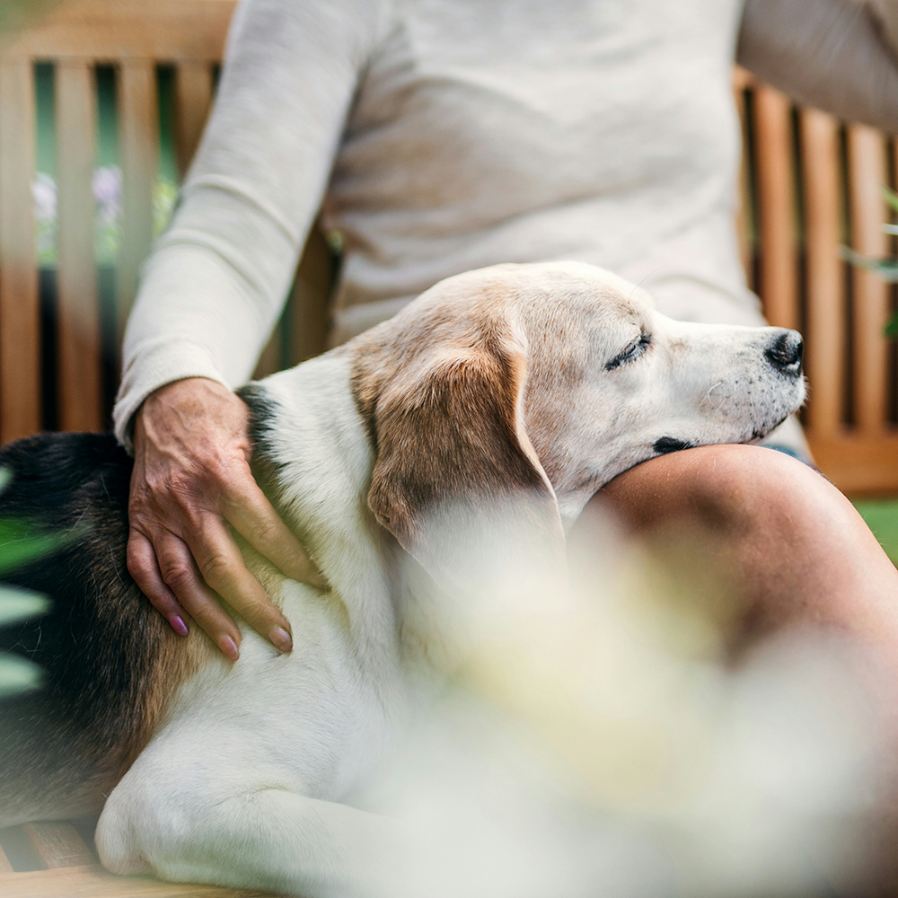 dog resting on owners lap