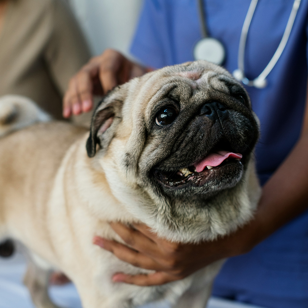 a bernese mountain dog wearing sunglasses in a kitchen