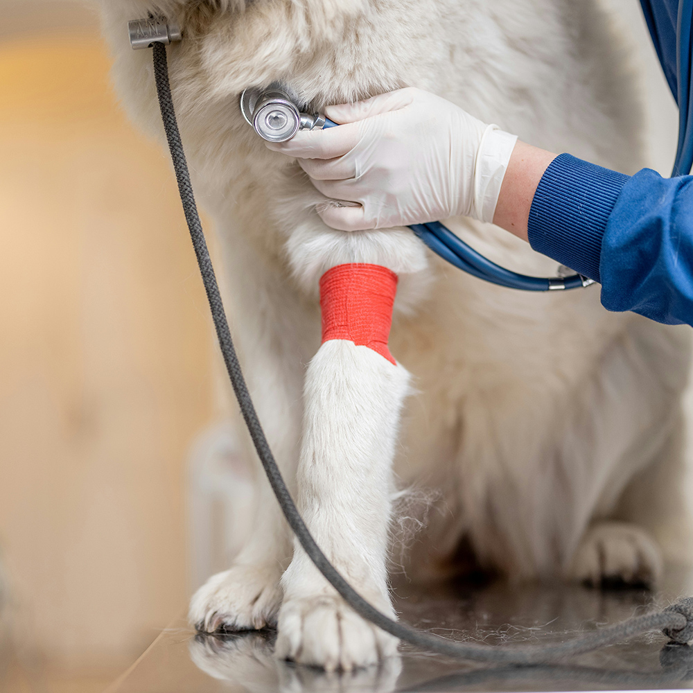 a bernese mountain dog wearing sunglasses in a kitchen