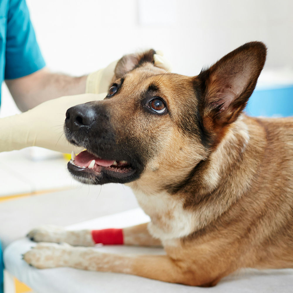 dog at the animal hospital