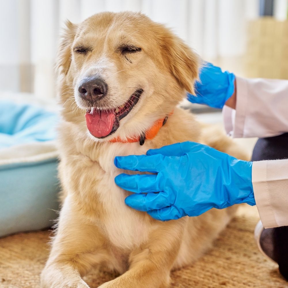 A doctor in blue gloves is petting a dog