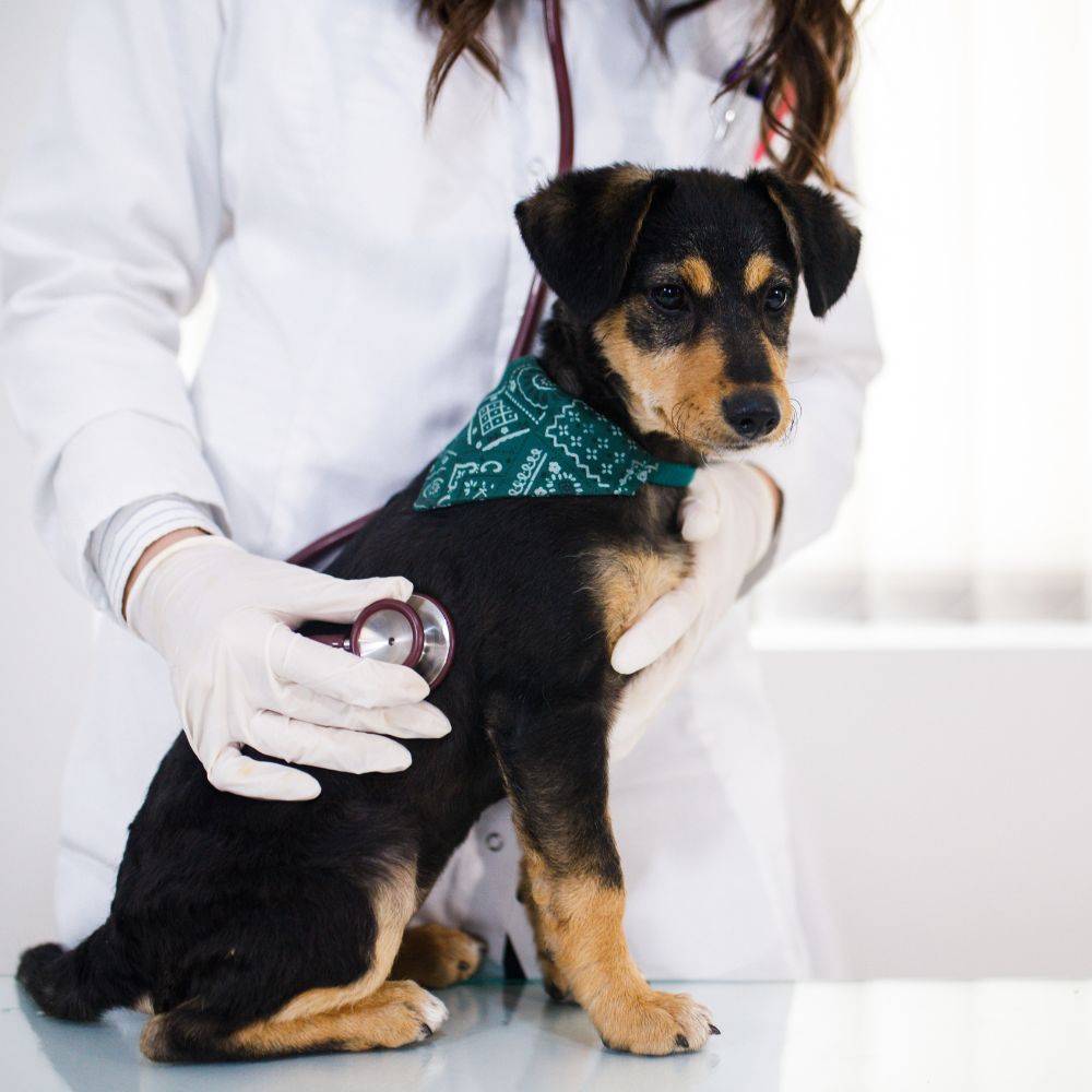 a person in a white lab coat is holding a dog with a stethoscope
