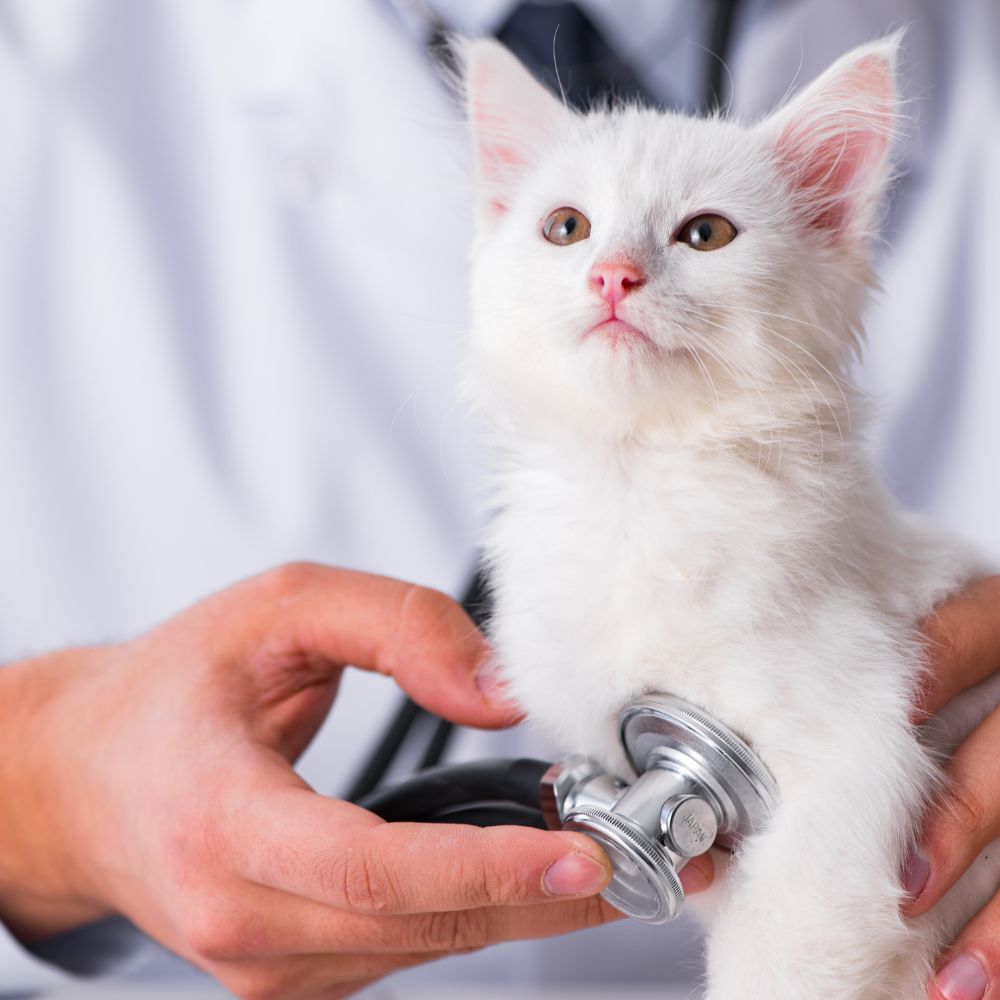 A kitten being examined by a vet