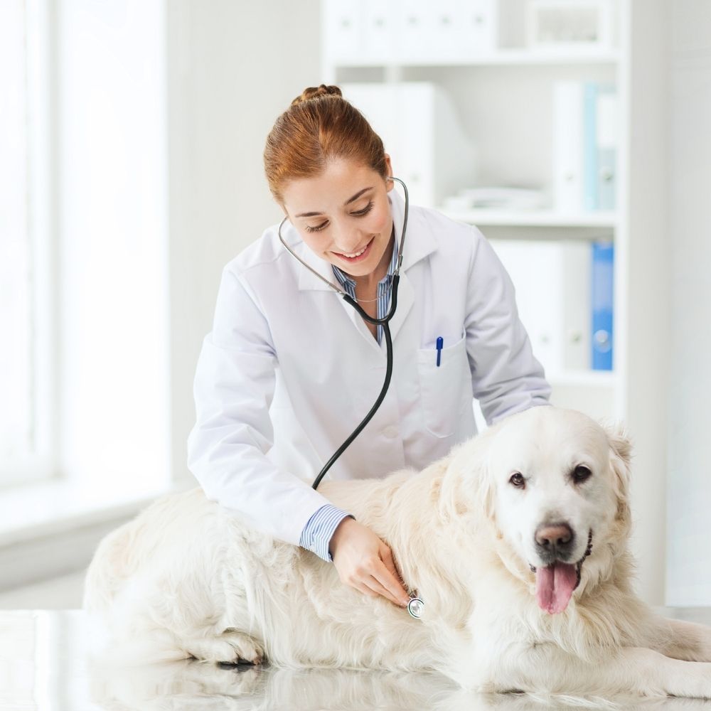 lady petting dog at the animal hospital