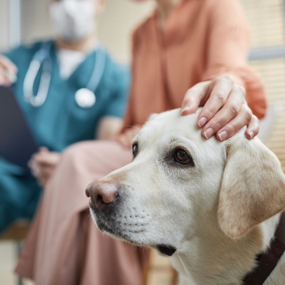 A close-up of a Labrador being gently petted by a woman