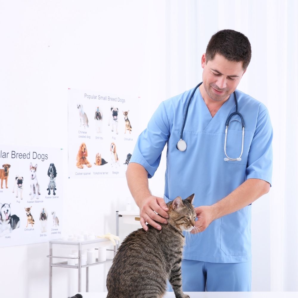 veterinarian examining a cat