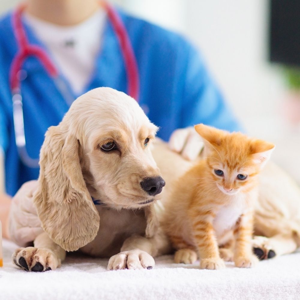 a dog and a cat sitting on a table with a vet