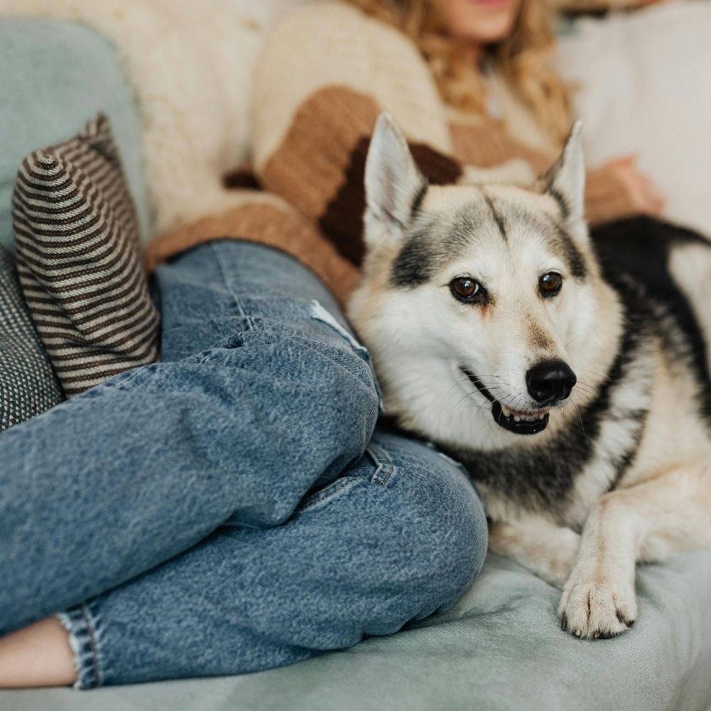 lady petting dog at the animal hospital